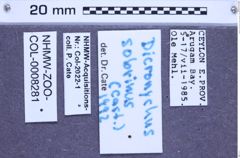 Etiketten zu Dicronychus sobrinus (Castelnau, 1840) (NHMW-ZOO-COL-0008281)